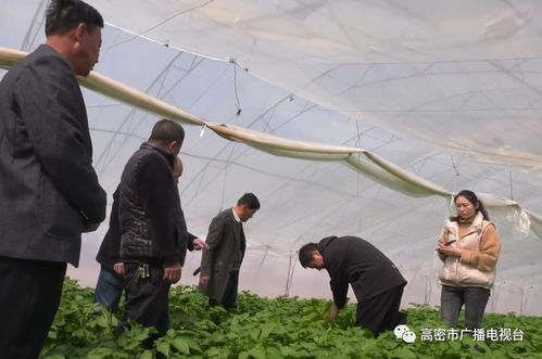 地頭傳經授藝，科技賦能田疇——我市扎實開展農技推廣助力農業生產